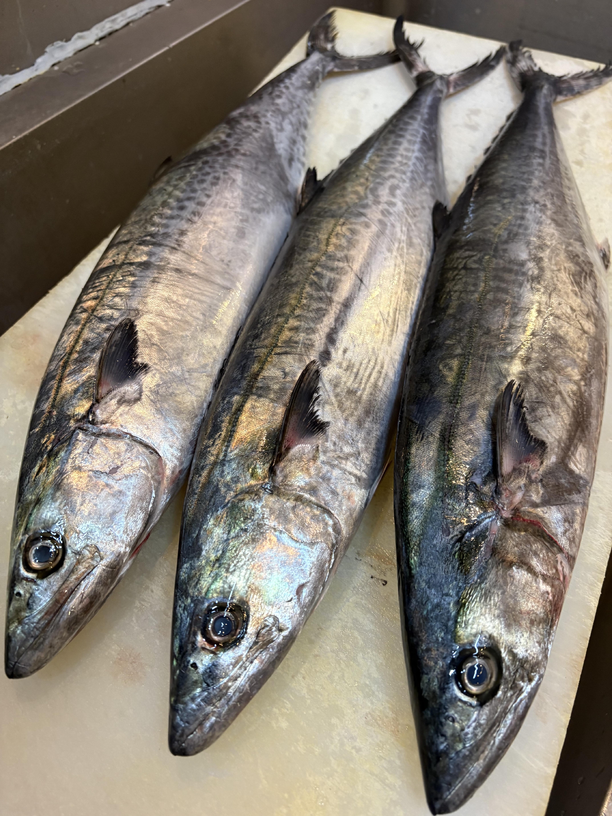 富山産　さわらの幼魚　サゴチ
