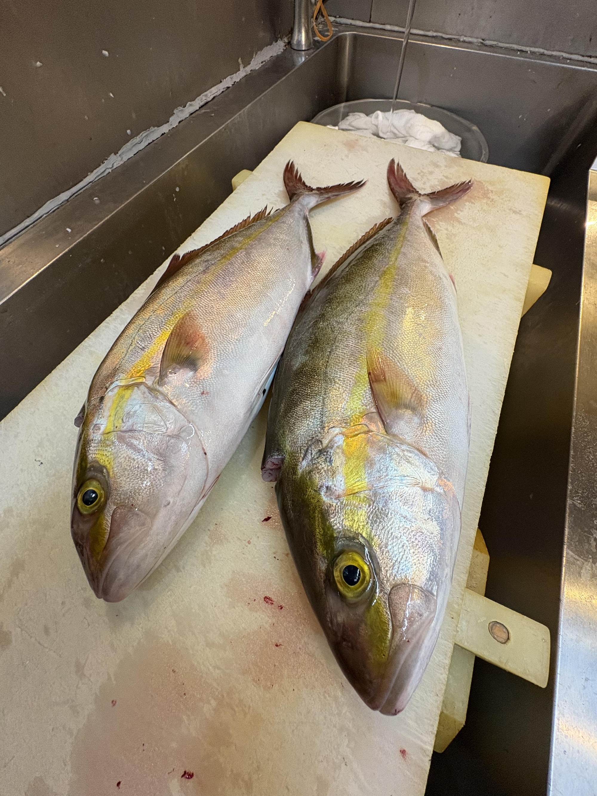 南房総　外房　活〆天然カンパチ