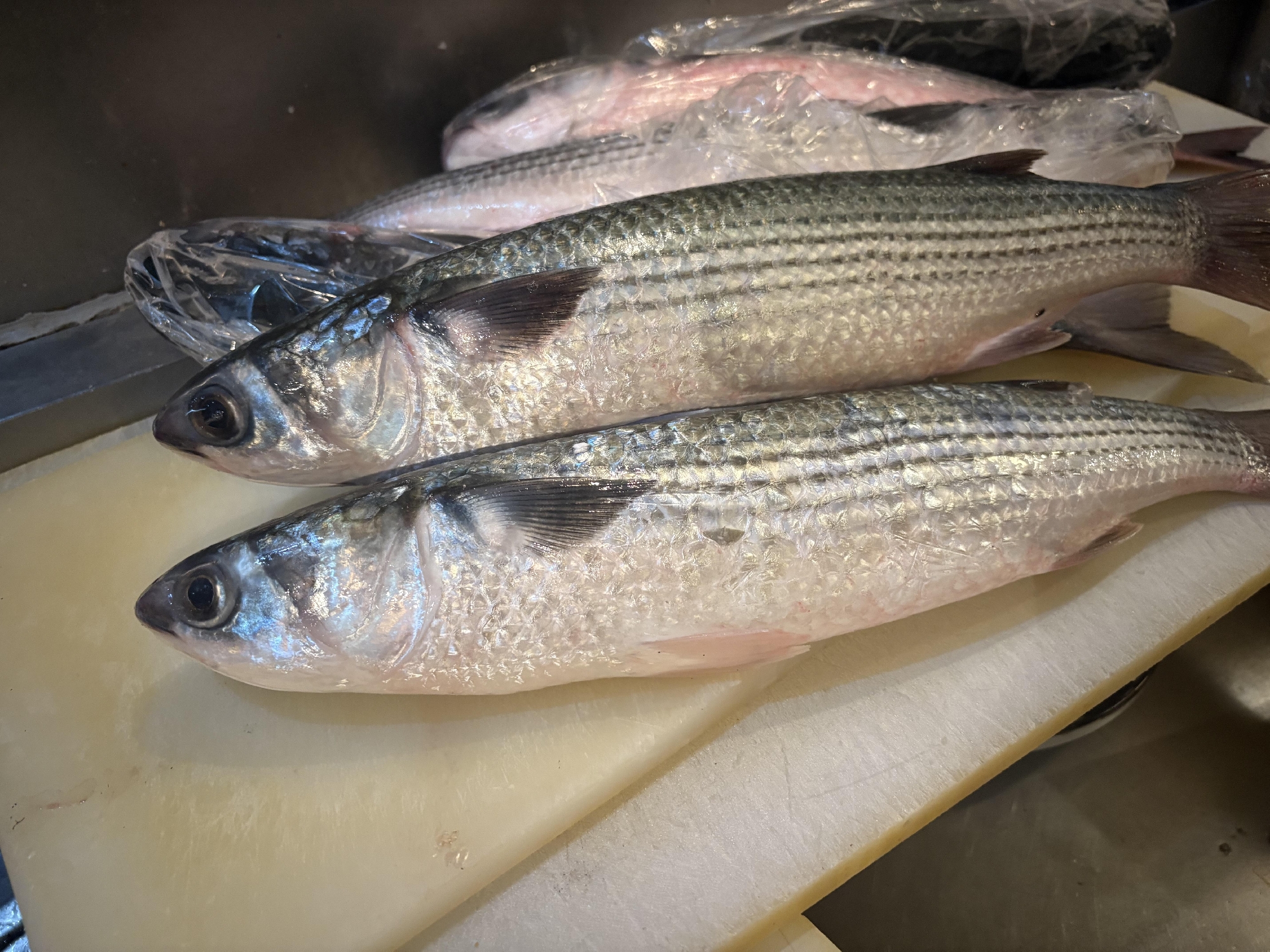 青森　神経〆沖ボラ