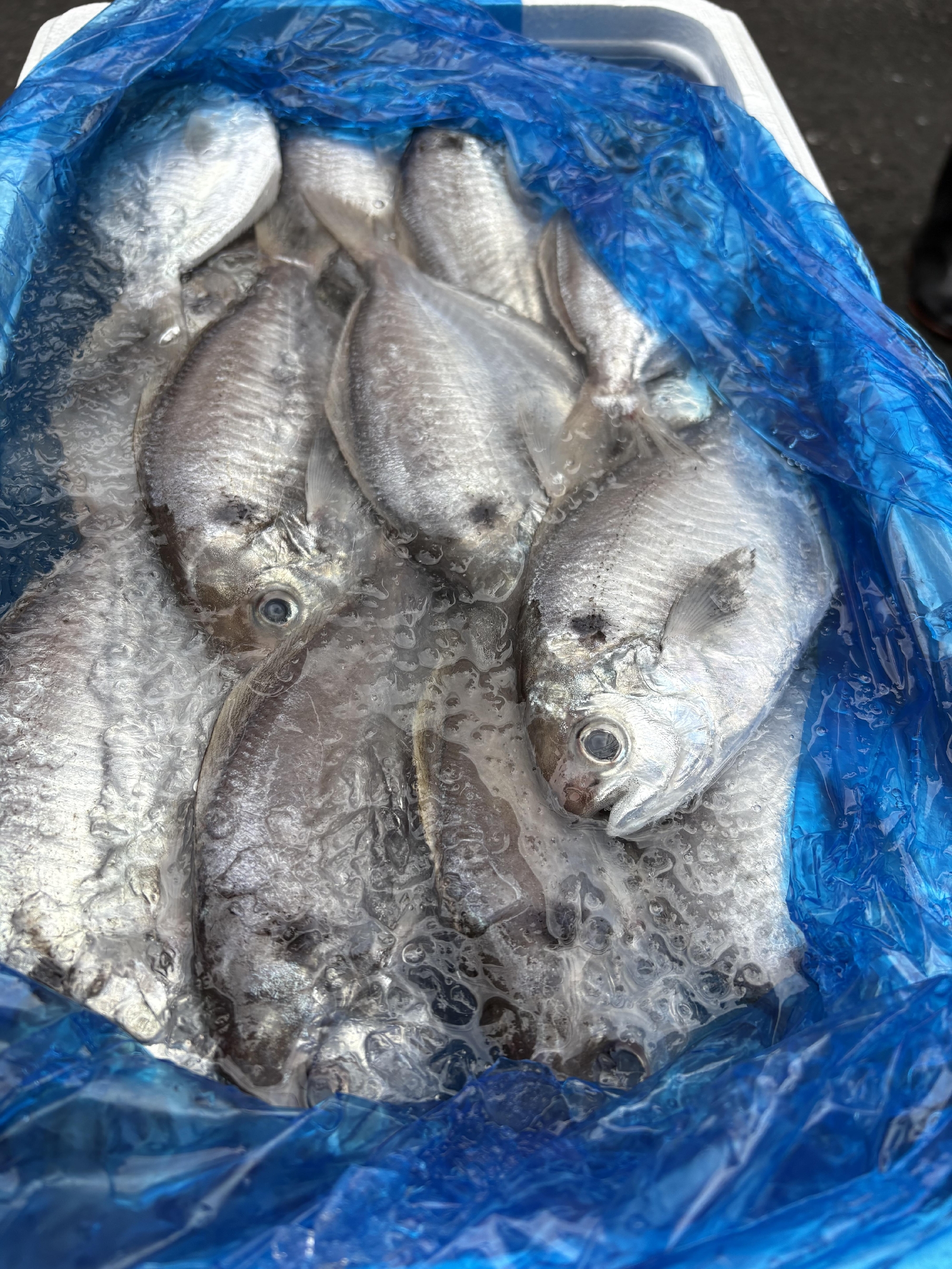 南房総　勝山のエボ鯛