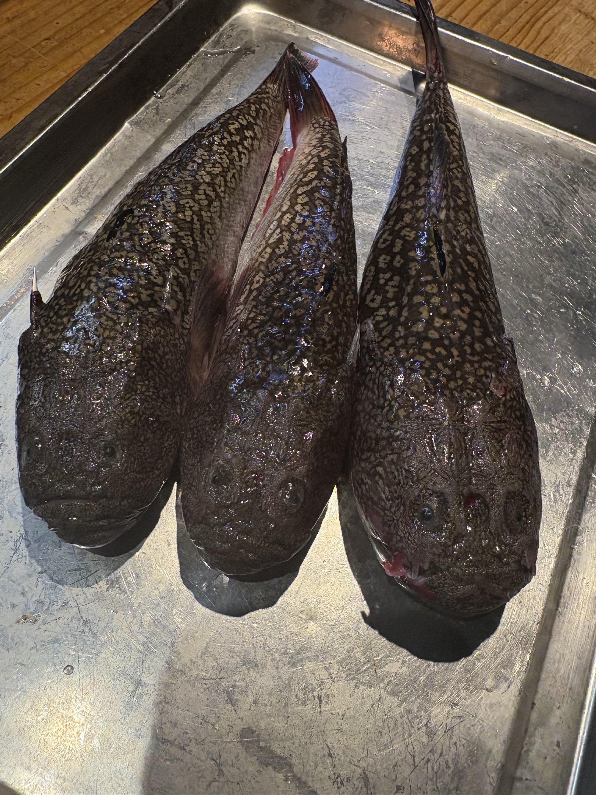 神経〆ミシマオコゼ