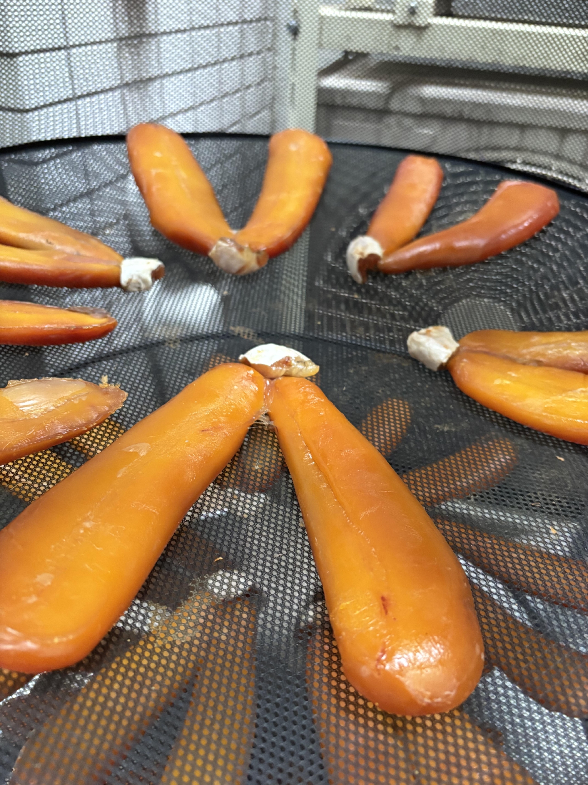 カラスミの仕込み