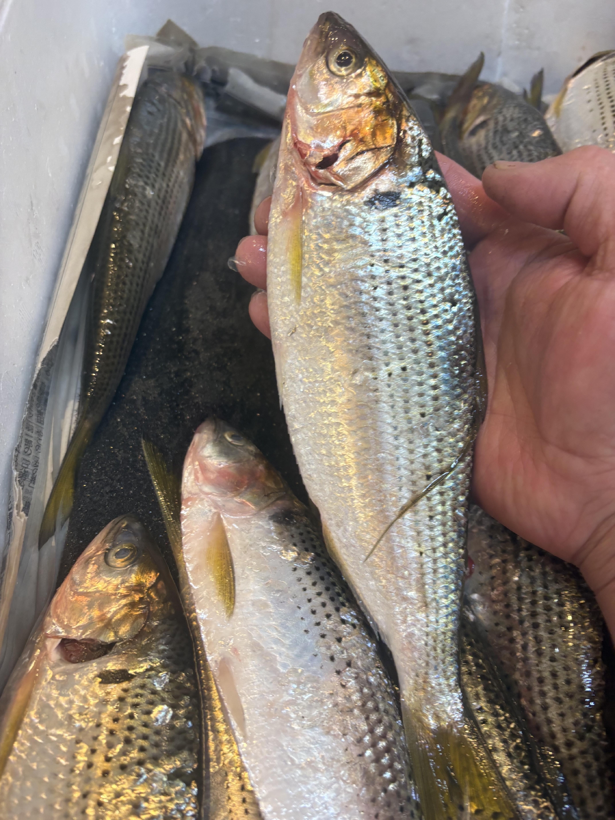 京都　宮津の活〆コノシロ