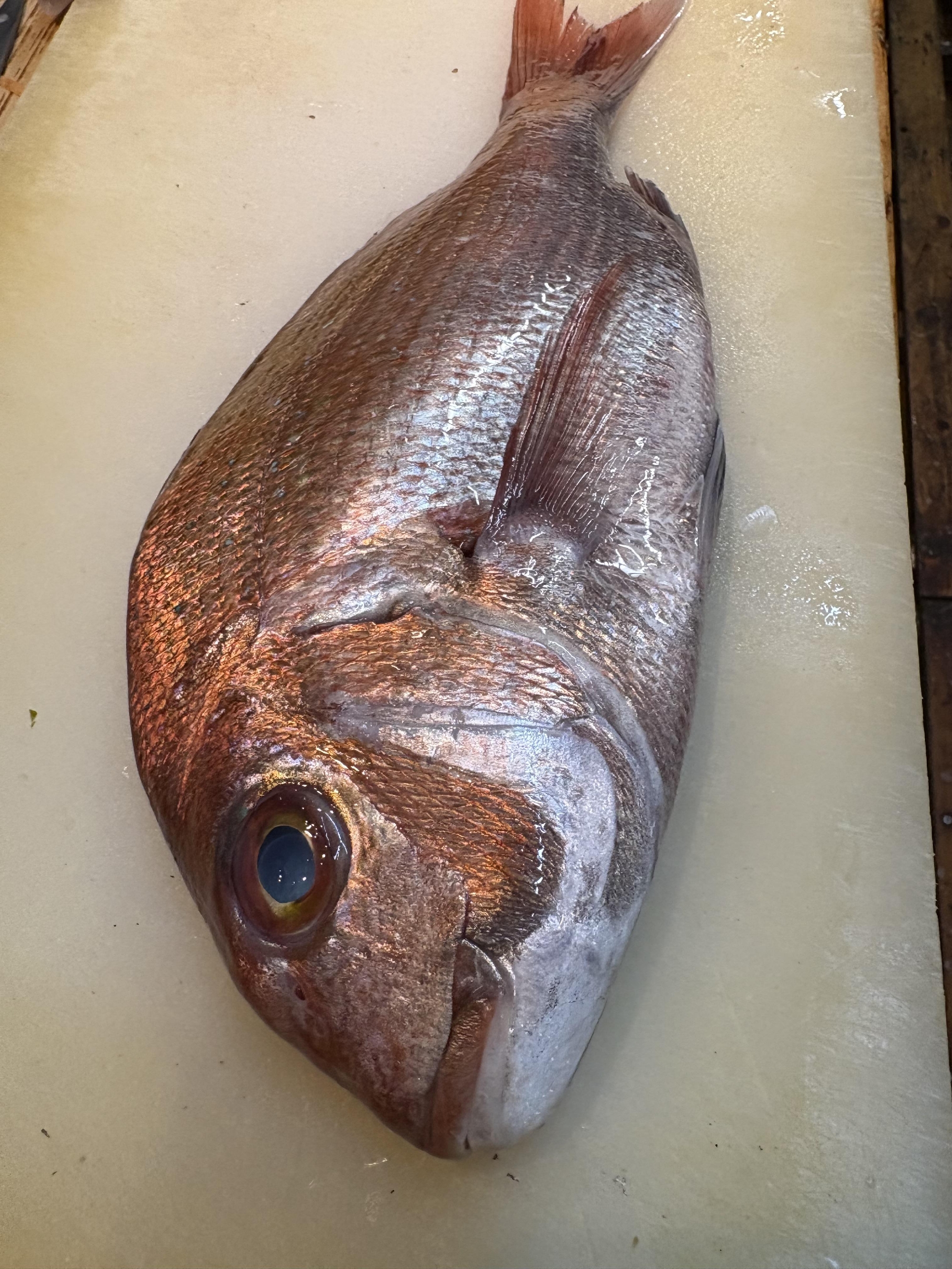 しまなみ海道 大島 漁師 藤本さんから