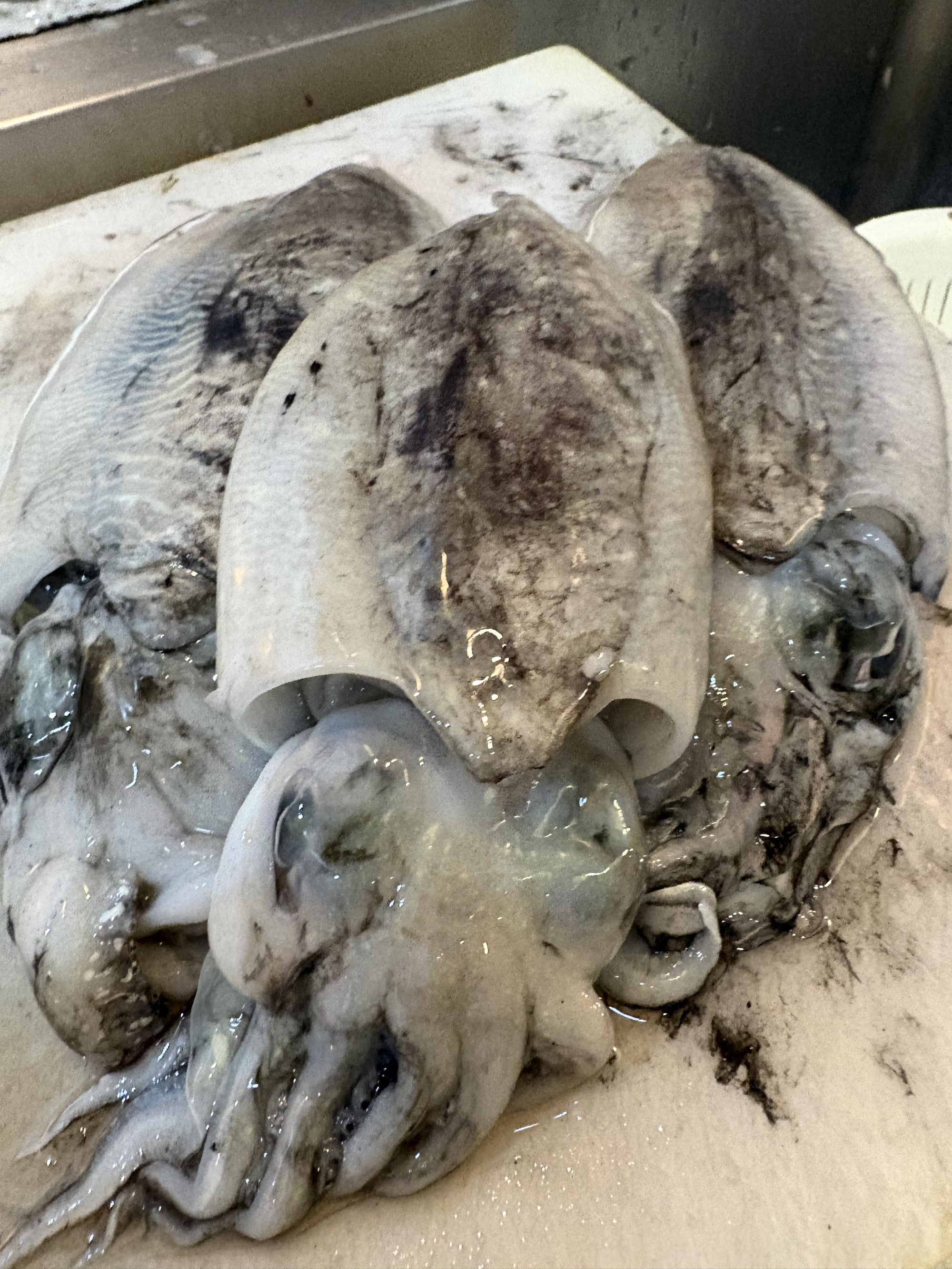 しまなみ海道 大島 活〆コウイカ